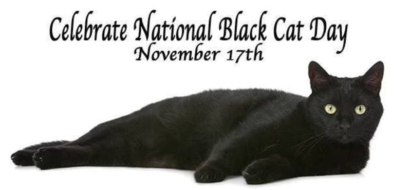 17 novembre: Gatto nero world day, perché black non porta jella