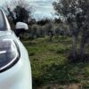 Ford sta portando avanti una ricerca per l’utilizzo sostenibile di foglie, rami e fibre scartati durante la raccolta delle olive e realizzare componenti auto in materiali biocompositi